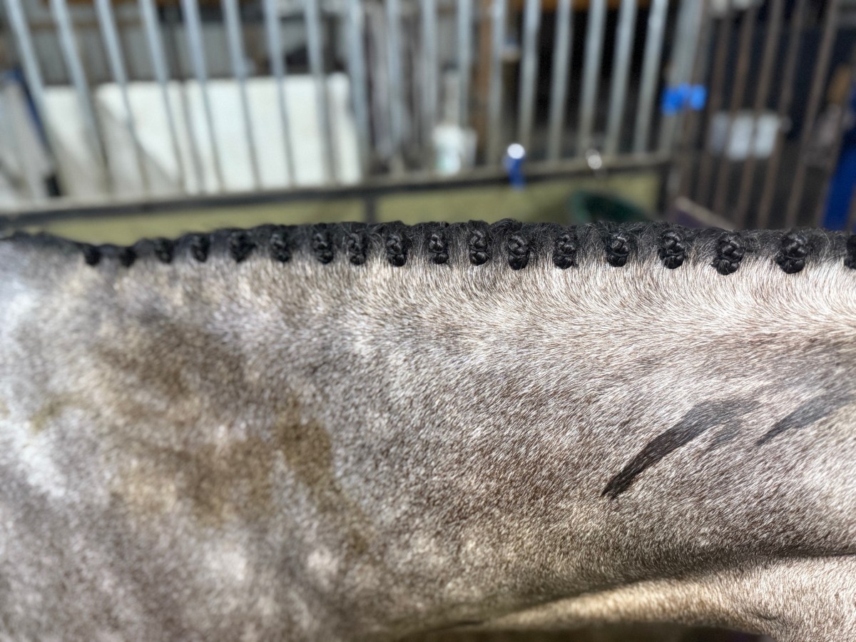 Braid results and manes we’re given (with&nbsp;pictures)
