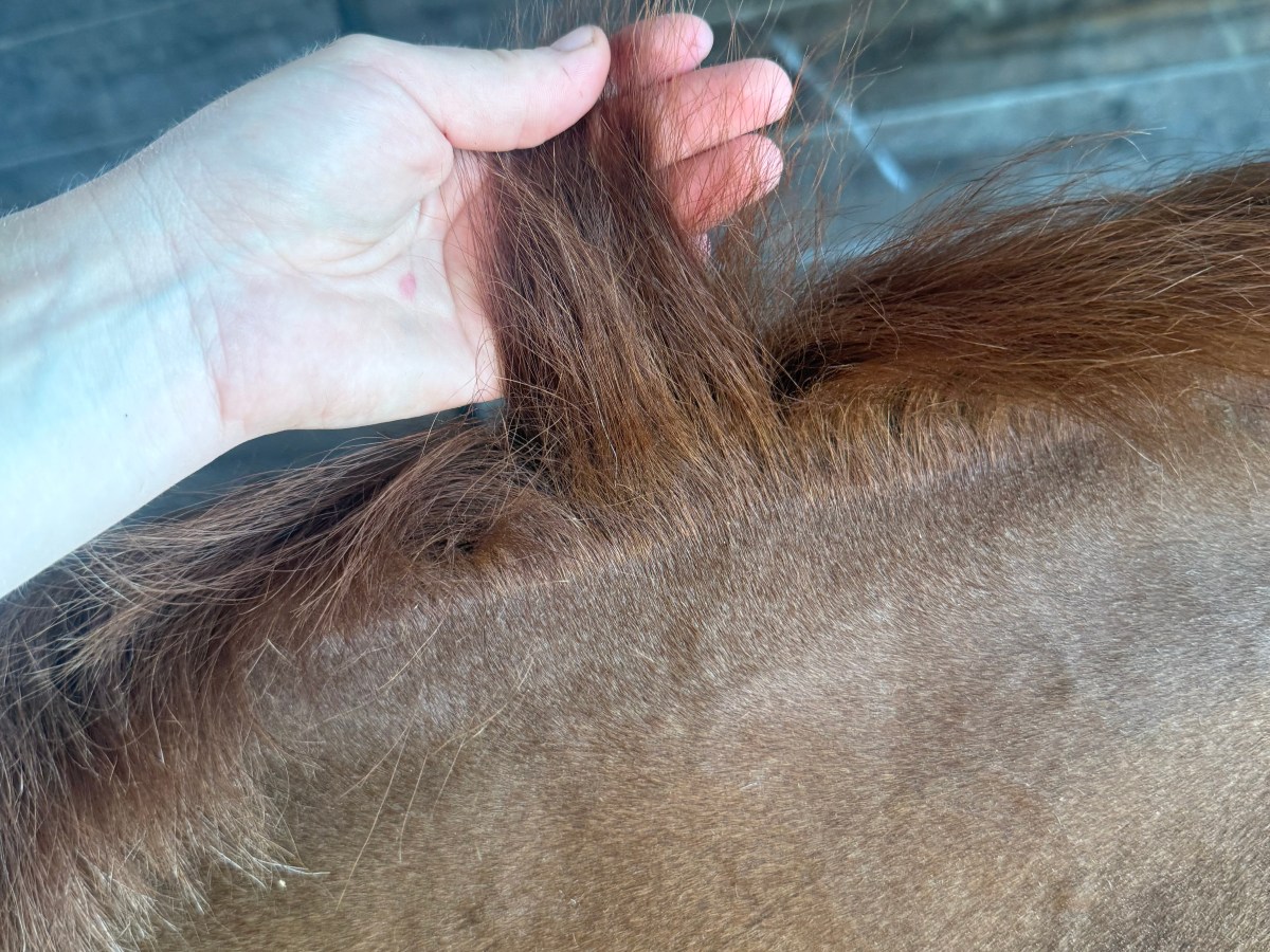 Why Short Manes Make Me&nbsp;Cry