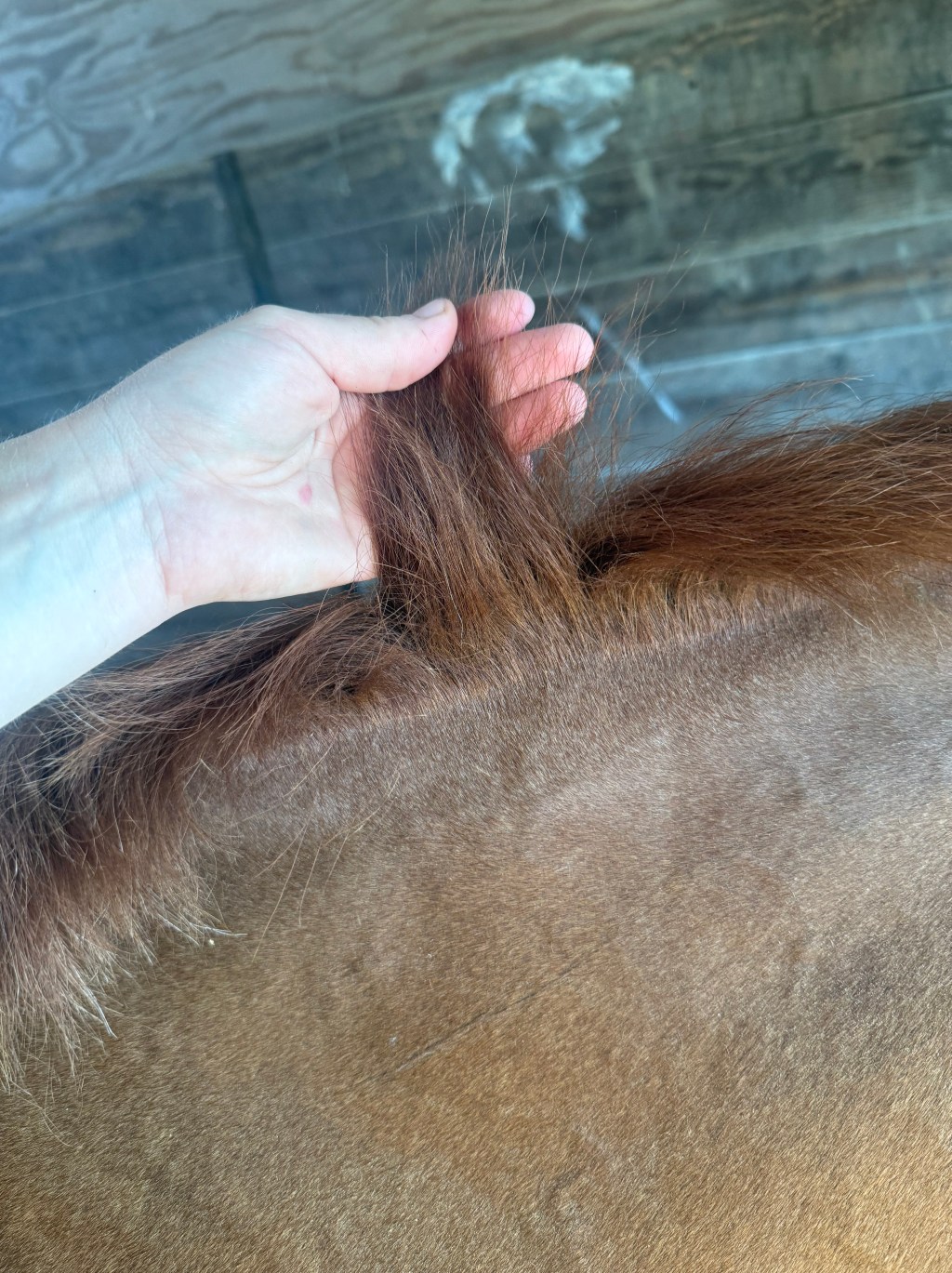 Why Short Manes Make Me&nbsp;Cry